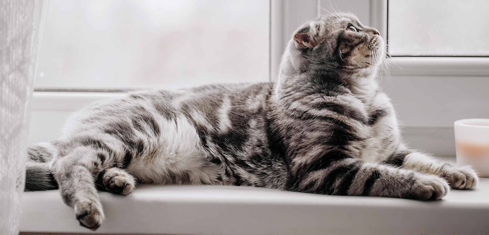 clinique veterinaire du Colombier chat écossais