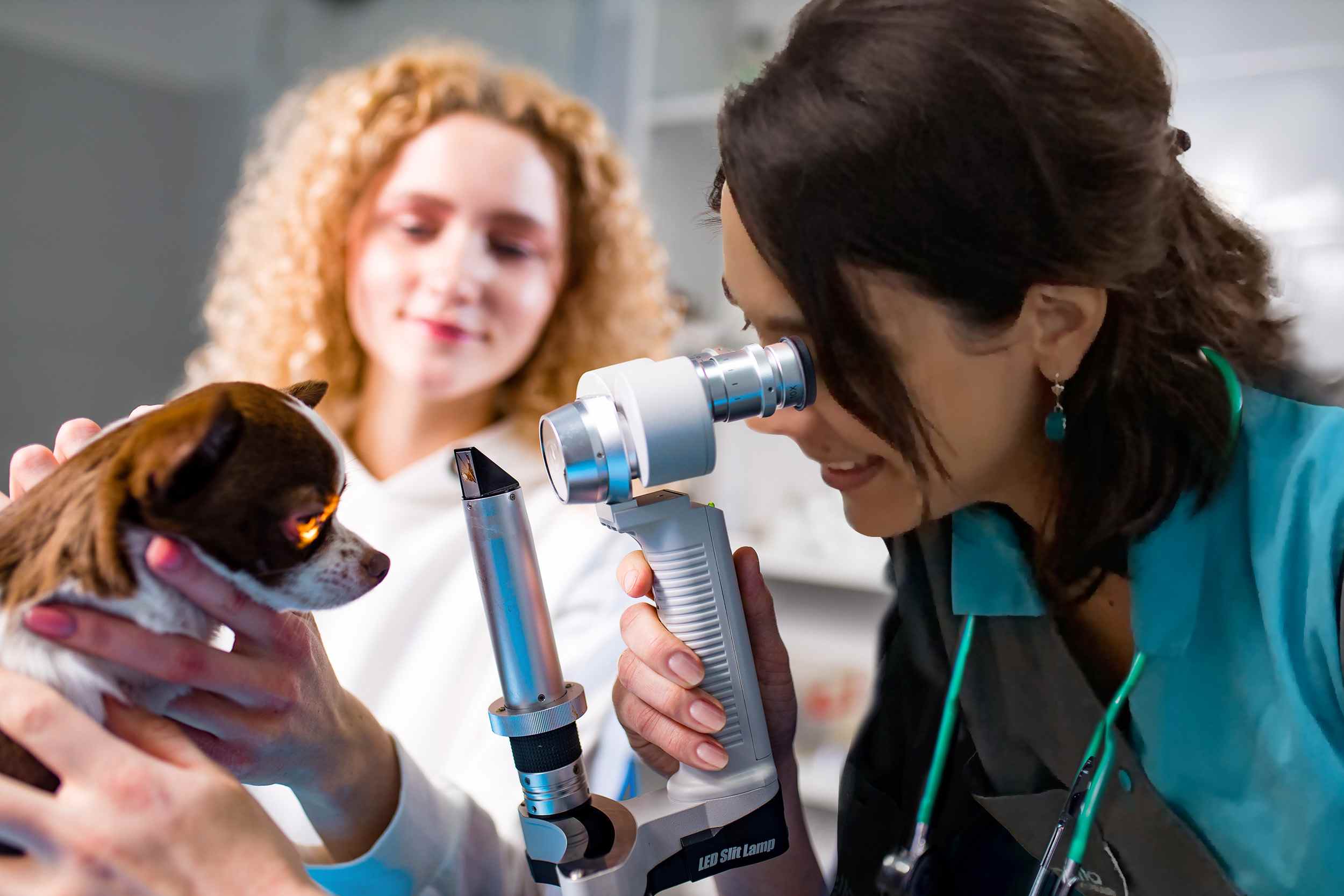 clinique vétérinaire du Colombier Ophtalmologie de référé