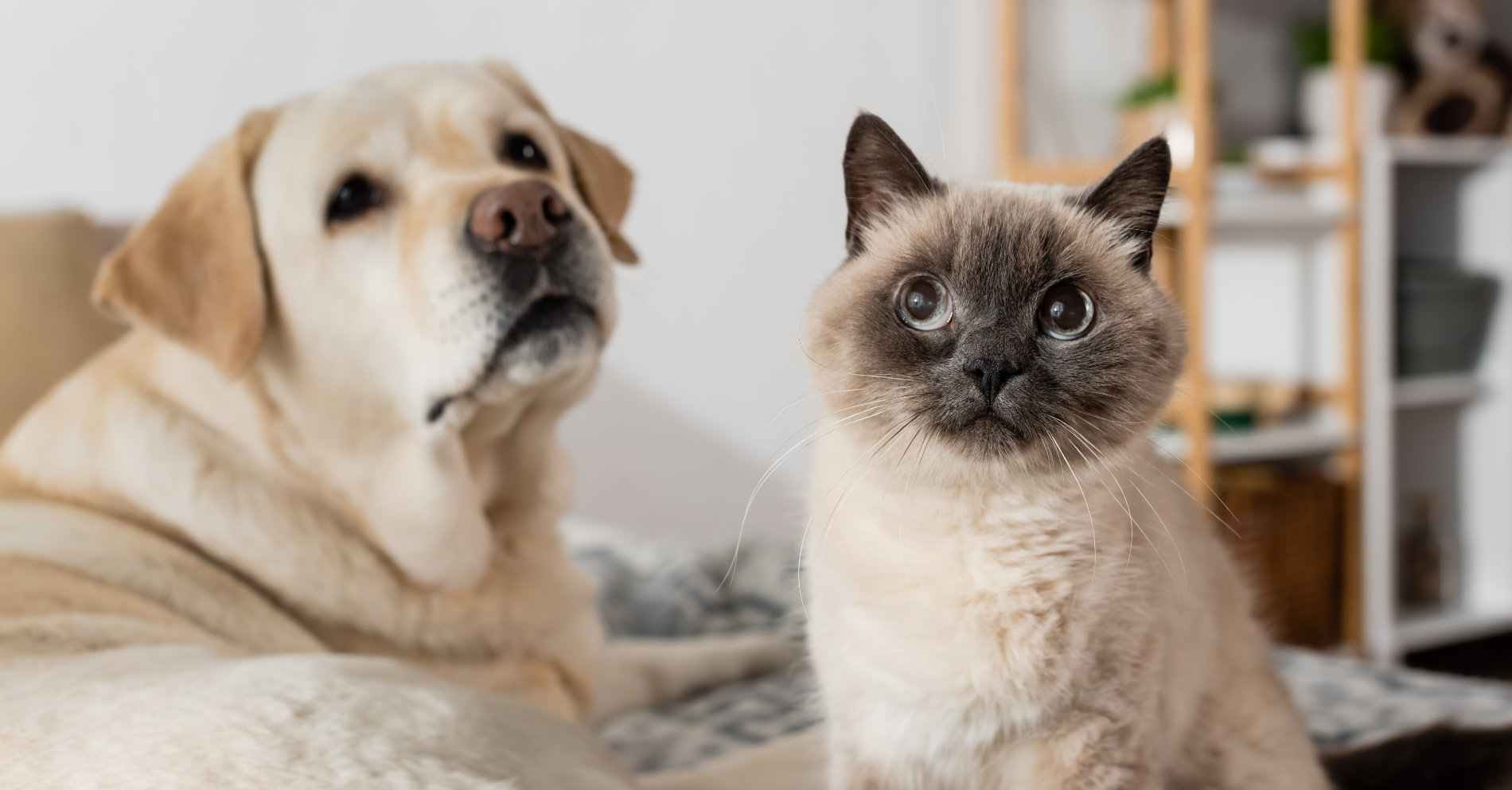 clinique veterinaire du colombier ophtalmologie chat chien